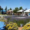 Lavender Farm B