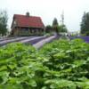 Lavender Farm A